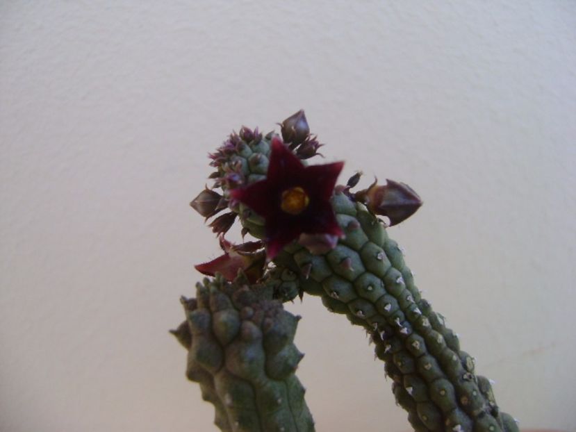 Echidnopsis repens - Stapeliade 2017