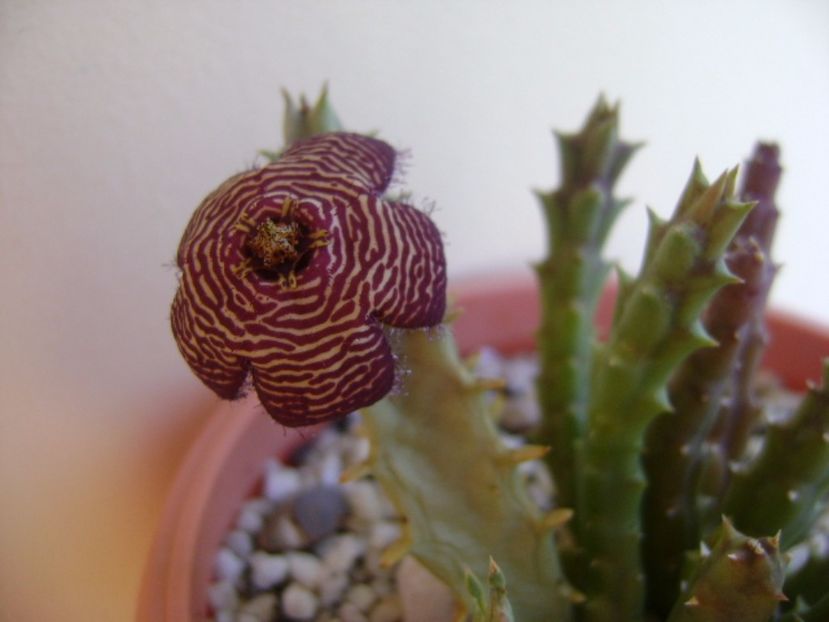 Orbea variegata - Stapeliade 2017