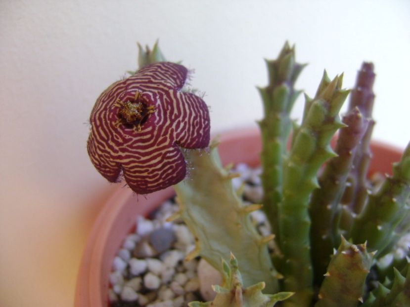 Orbea variegata - Stapeliade 2017