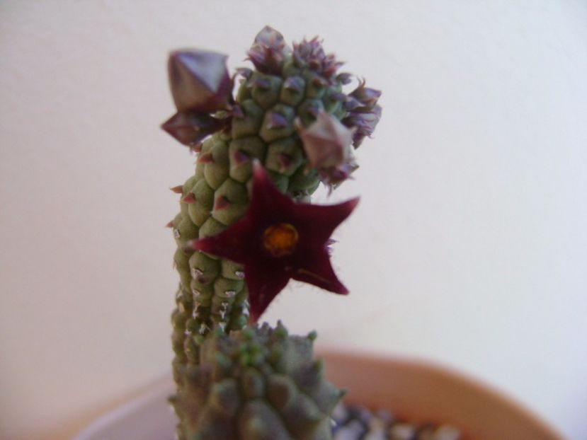 Echidnopsis repens - Stapeliade 2017