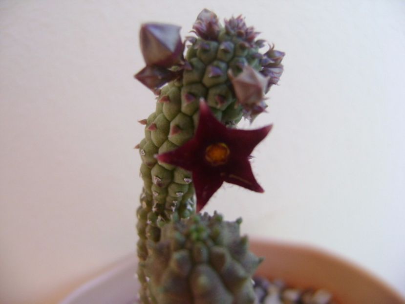 Echidnopsis repens - Stapeliade 2017