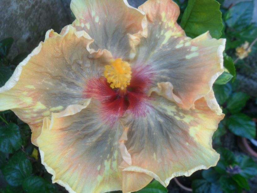  - Tahitian Leopard Empress