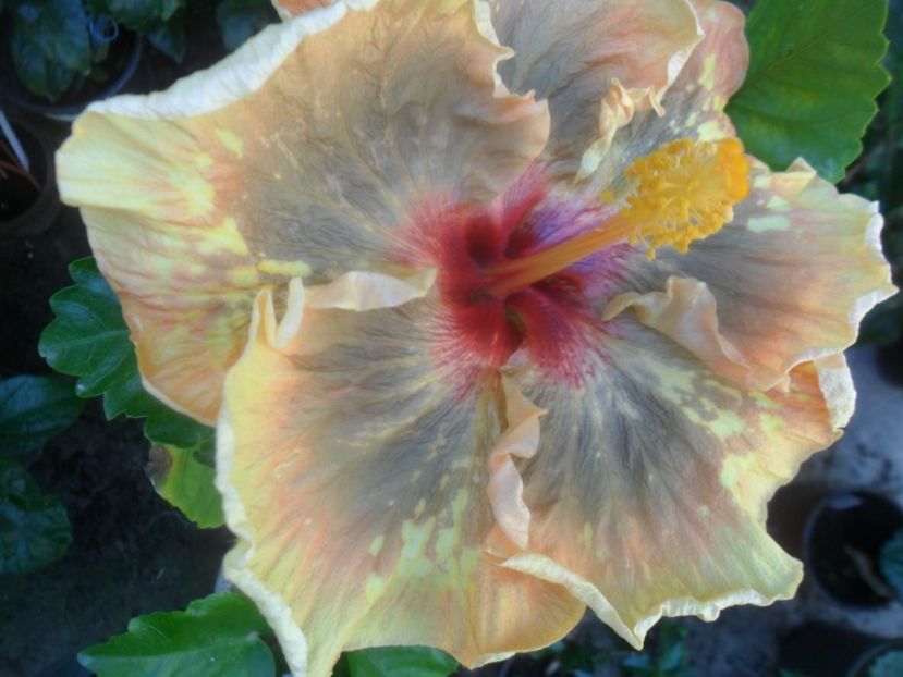  - Tahitian Leopard Empress