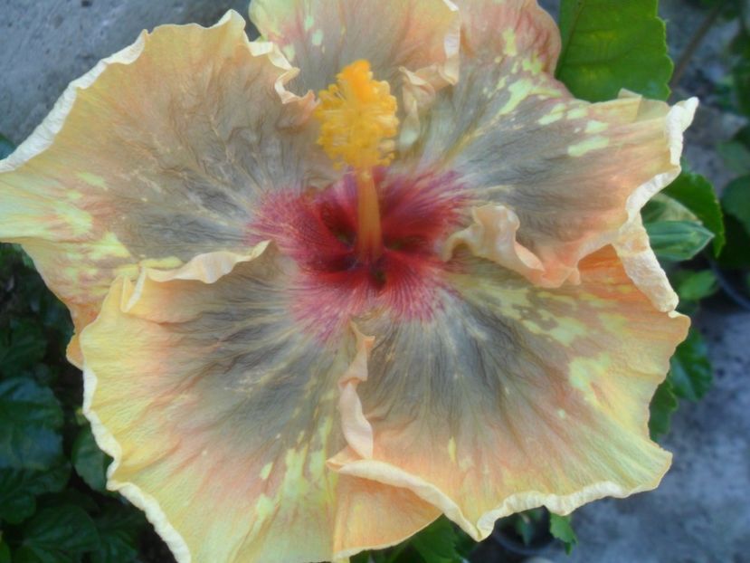  - Tahitian Leopard Empress