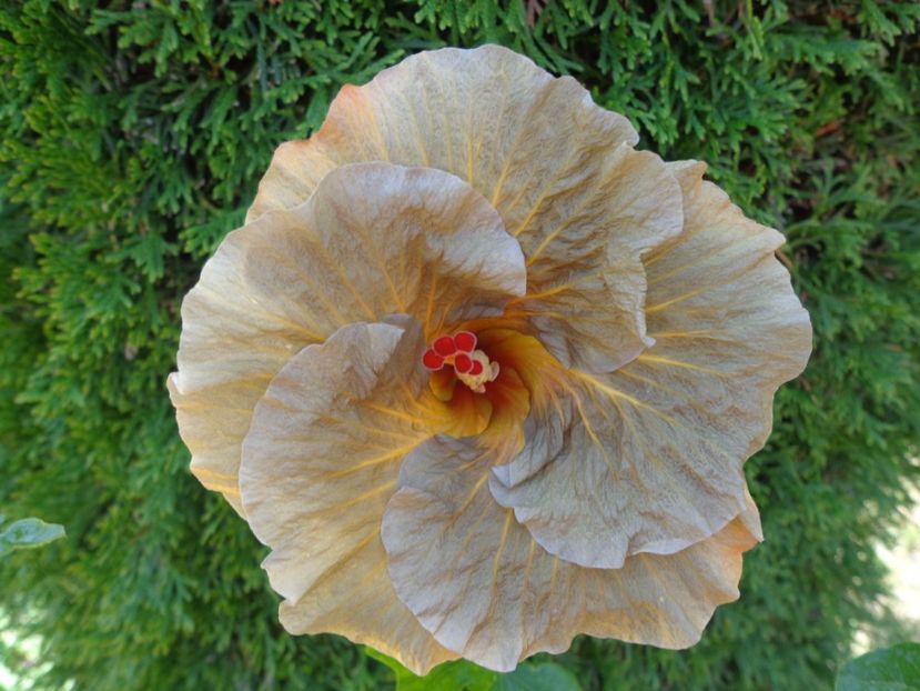  - A- HIBISCUS 2017
