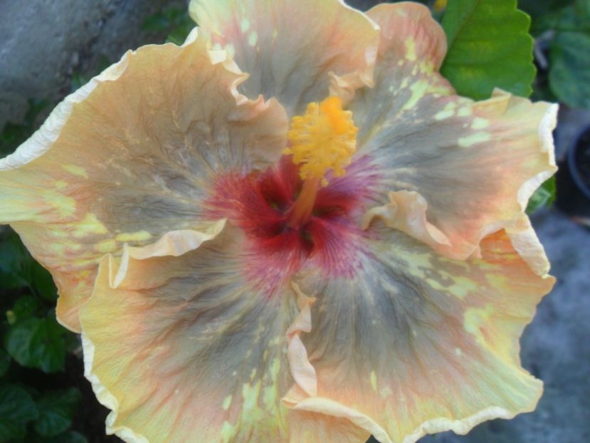  - Tahitian Leopard Empress