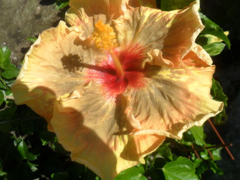  - Tahitian Leopard Empress