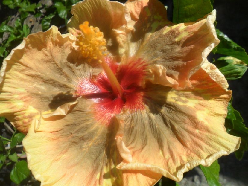  - Tahitian Leopard Empress