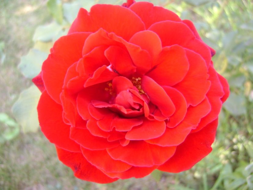 Trandafiri - r Vara 2016-2017-2018-2019