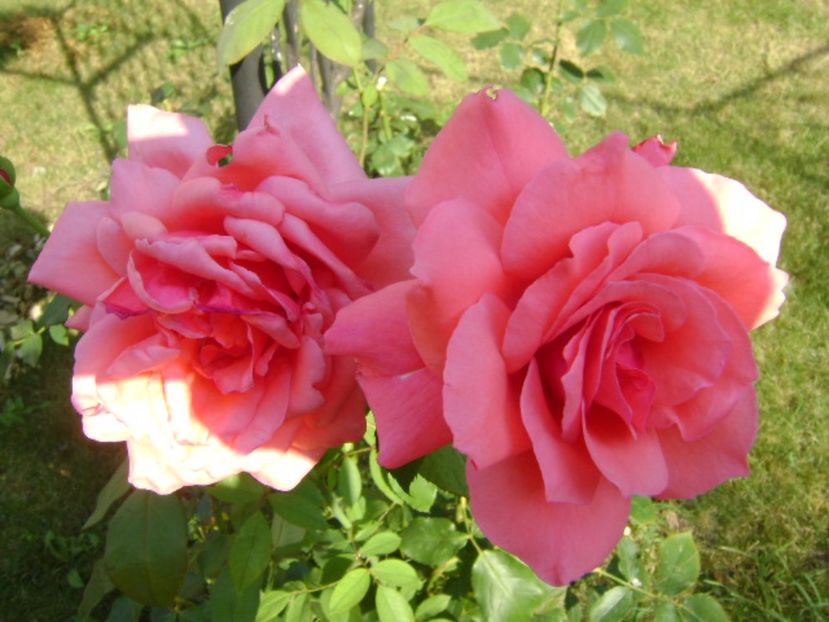 Trandafiri - r Vara 2016-2017-2018-2019