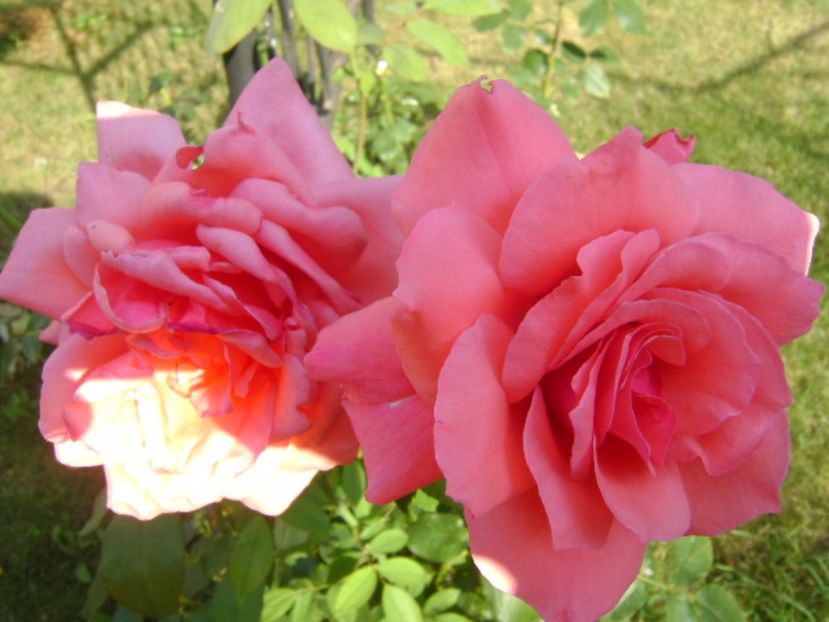 Trandafiri - r Vara 2016-2017-2018-2019