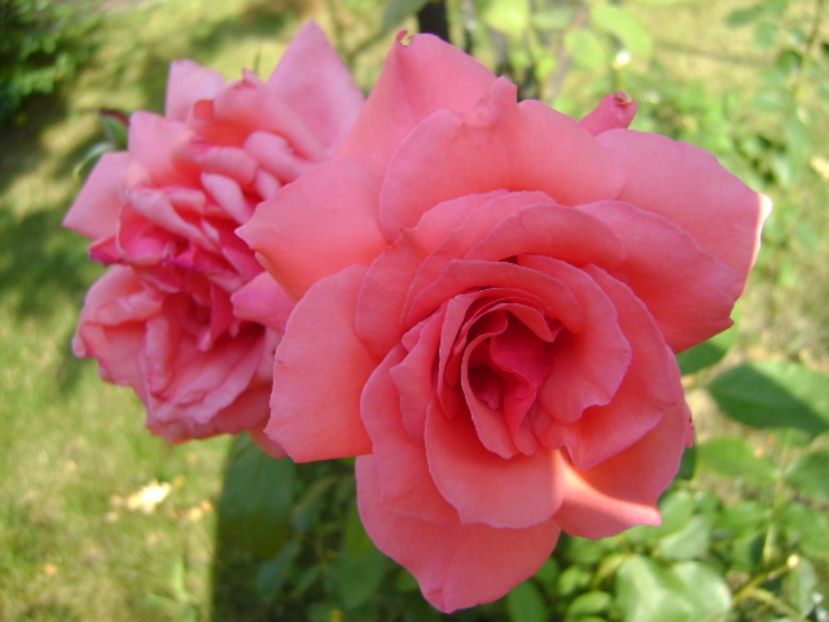 Trandafiri - r Vara 2016-2017-2018-2019