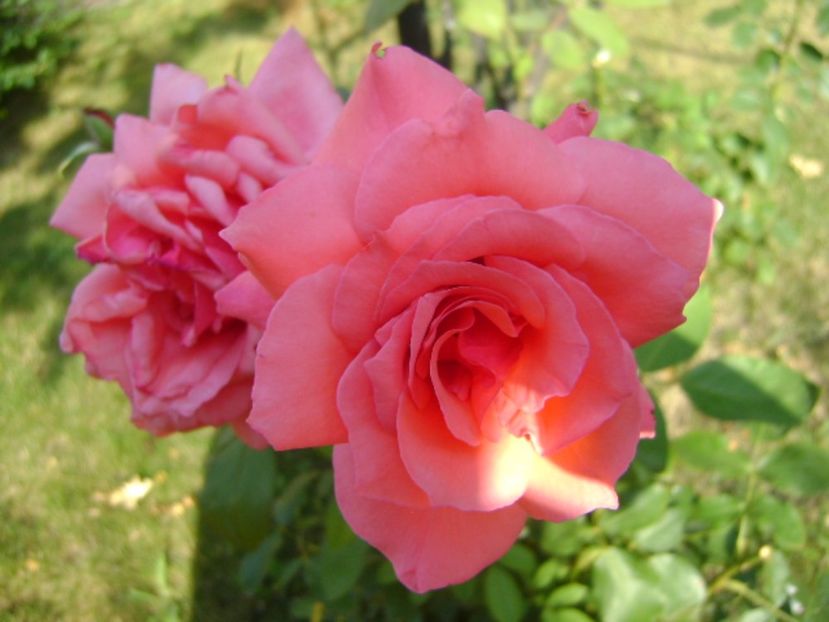 Trandafiri - r Vara 2016-2017-2018-2019