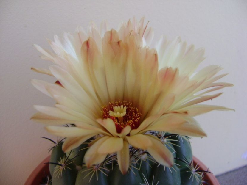 Coryphanta calipensis - Cactusi 2017 continuare