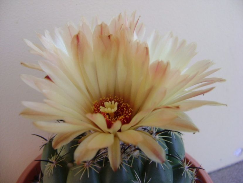 Coryphanta calipensis - Cactusi 2017 continuare