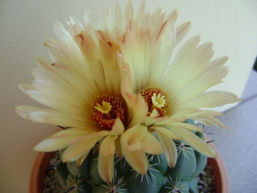 Coryphanta calipensis - Cactusi 2017 continuare
