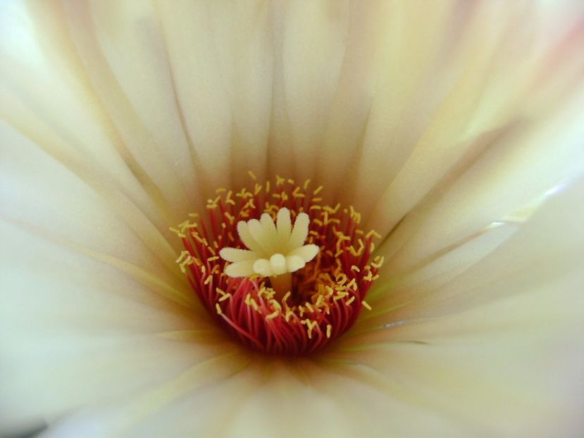 Coryphanta calipensis - Cactusi 2017 continuare