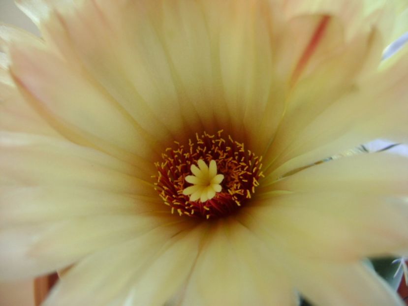 Coryphanta calipensis - Cactusi 2017 continuare
