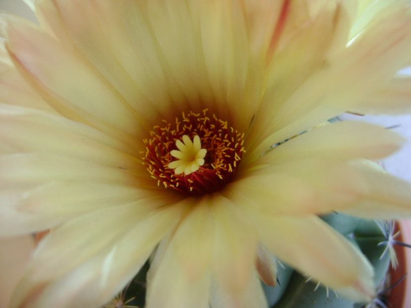 Coryphanta calipensis - Cactusi 2017 continuare