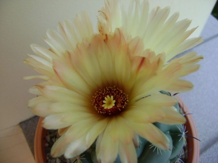 Coryphanta calipensis - Cactusi 2017 continuare