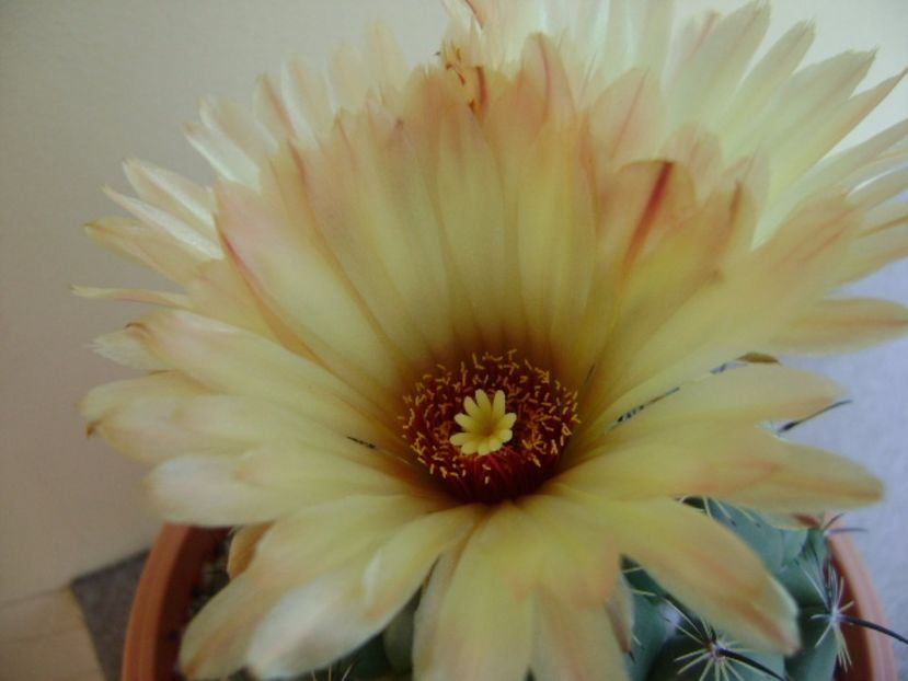 Coryphanta calipensis - Cactusi 2017 continuare