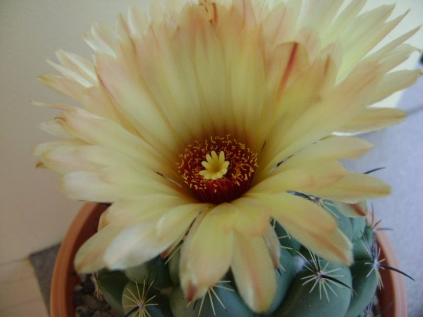 Coryphanta calipensis - Cactusi 2017 continuare