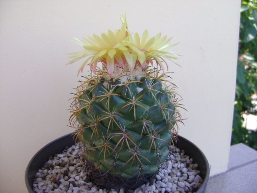 Coryphantha elephantidens v. sulcolanata - Cactusi 2017 continuare