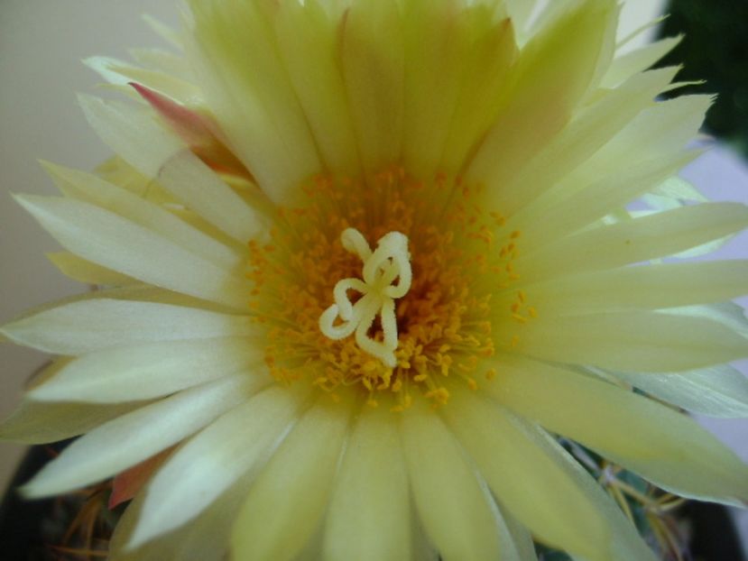 Coryphantha elephantidens v. sulcolanata - Cactusi 2017 continuare