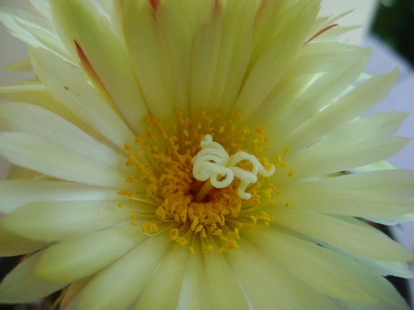 Coryphantha elephantidens v. sulcolanata - Cactusi 2017 continuare