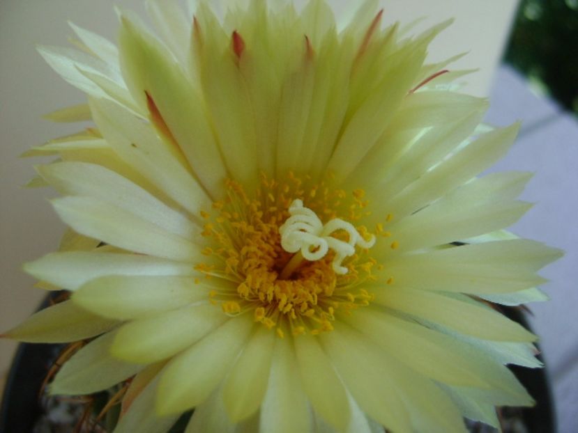 Coryphantha elephantidens v. sulcolanata - Cactusi 2017 continuare