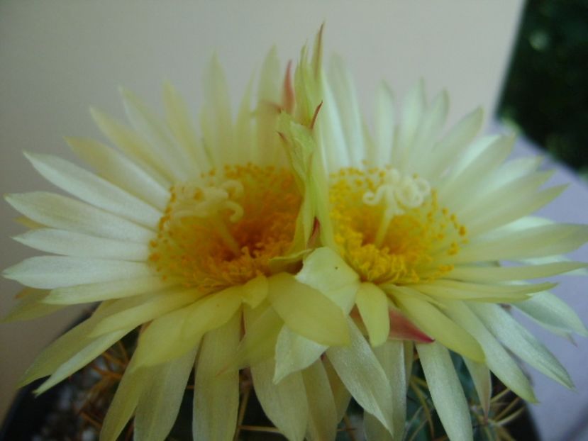 Coryphantha elephantidens v. sulcolanata - Cactusi 2017 continuare