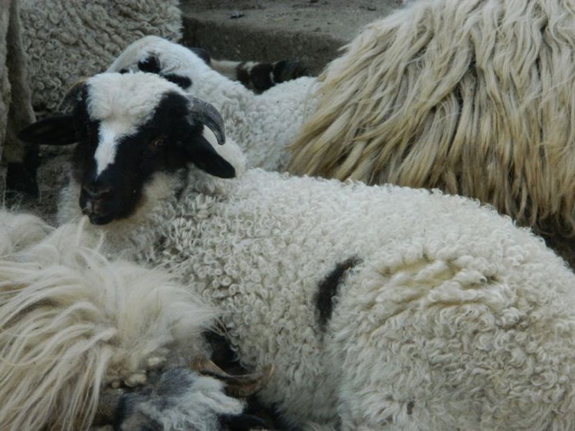 102879159_UDXDWQB3 - BERBECI 2017