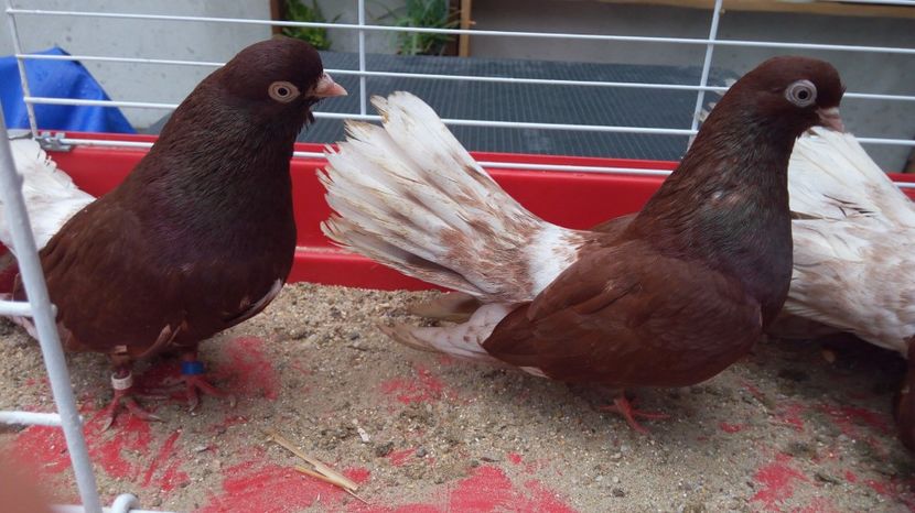  - Ciung de bucuresti