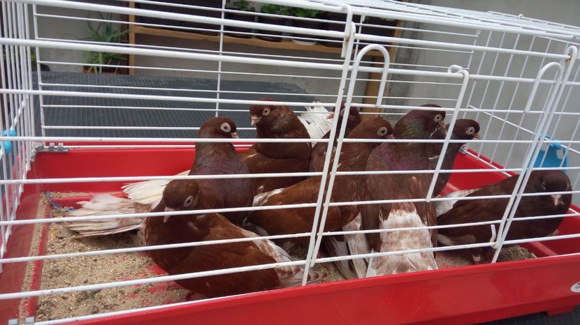  - Ciung de bucuresti