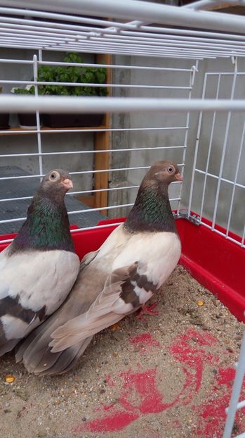  - Zburator dungat romanesc bragagiu