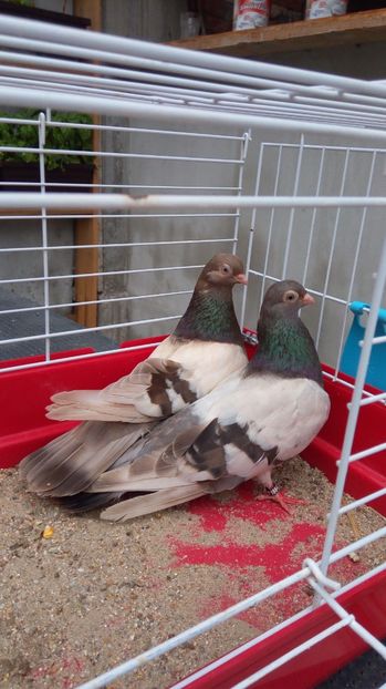  - Zburator dungat romanesc bragagiu