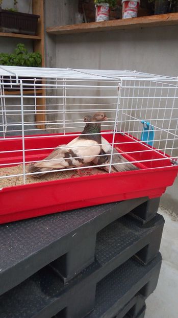  - Zburator dungat romanesc bragagiu