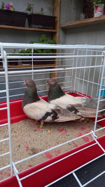  - Zburator dungat romanesc bragagiu