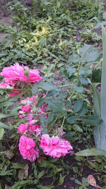 Rosarium Uetersen - Gradina si trandafirii 2017 - III