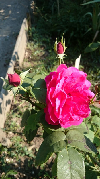 L.D. Braithwait - Gradina si trandafirii 2017 - III