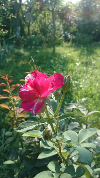Maurice Utrillo - Gradina si trandafirii 2017 - III