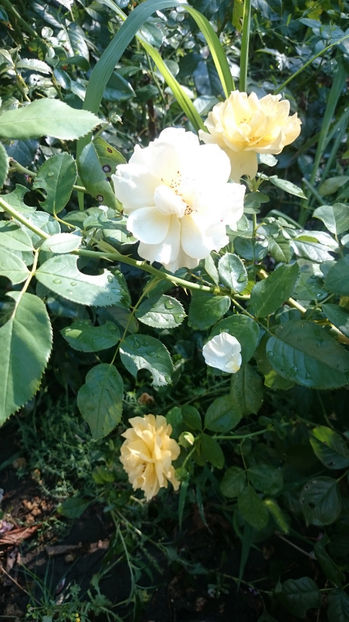Julia Child - Gradina si trandafirii 2017 - III