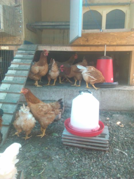 puicute Kakir - Pui de gaina 2017