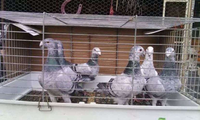 received_10154693833766708 - voiajori germani 2017