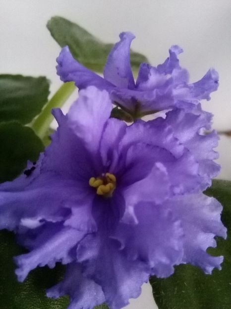  - 1-A-Violete 2017