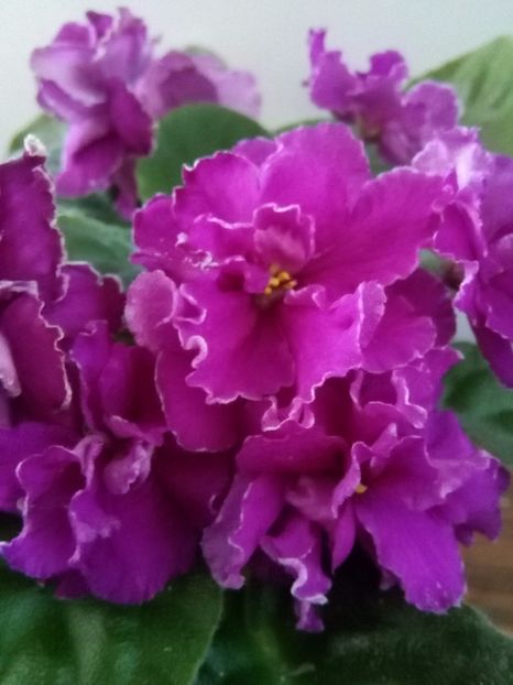  - 1-A-Violete 2017