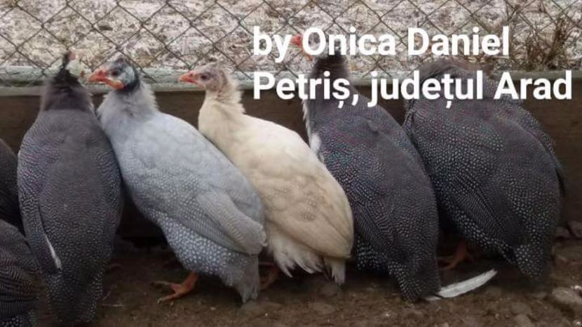 O iarnă friguroasă - Bibilici colorate