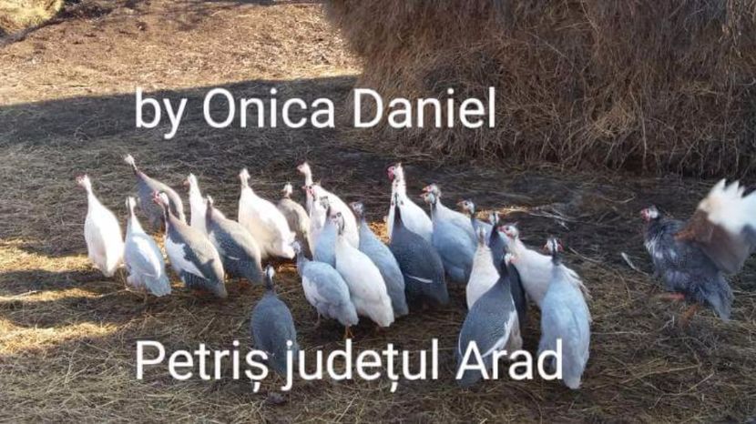 Un grup frumos - Bibilici colorate