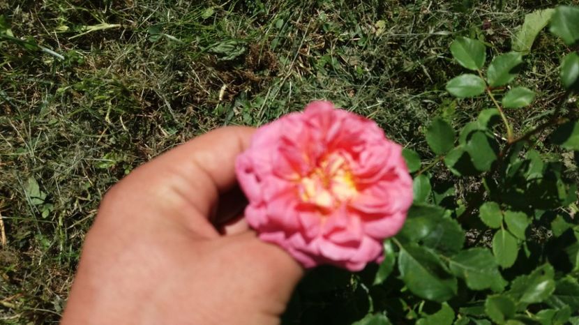  - Christopher Marlowe