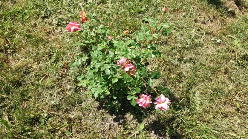  - Christopher Marlowe